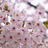 桜の花4