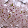 桜の花5