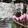 spring for tokyoites 2024