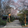 春がいっぱい(常照寺)