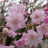 清雲寺の八重枝垂桜(1)