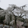 清雲寺の枝垂桜(5)