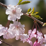 枝垂桜