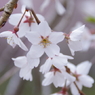 清雲寺の枝垂桜(6)