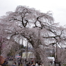 清雲寺の枝垂桜(7)