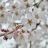 清雲寺の枝垂桜(8)