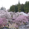 枝垂桜ほぼ全景