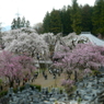 枝垂桜ほぼ全景(ジオラマ風)