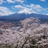 富士山と桜