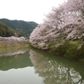 赤穂山八天桜