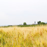 安曇野の麦畑