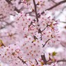 桜の花7