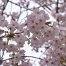桜の花8