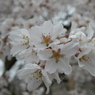 清雲寺の枝垂桜(10)