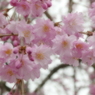 清雲寺のヤエベニシダレ(2)