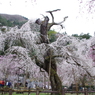 清雲寺の枝垂桜(11)