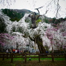 清雲寺の枝垂桜(12)