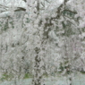 桜の雨