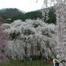 清雲寺の枝垂桜(13)