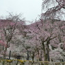 花盛り清雲寺