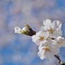 花開く時