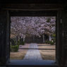 西國寺の桜