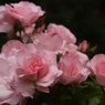 初夏への導き　薔薇