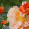 初夏への導き　薔薇