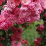 初夏への導き　薔薇