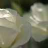 初夏への導き　薔薇