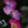 初夏への導き　薔薇