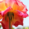初夏への導き　薔薇