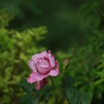 初夏への導き　薔薇
