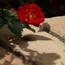 初夏への導き　薔薇
