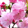 卯月の桜～ⅷ