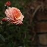 初夏への導き　薔薇