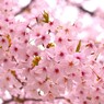 桜の花9