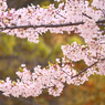 桜の花10