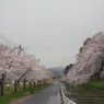 志免町県道沿いの桜並木
