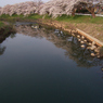 氾濫の川に春の訪れ