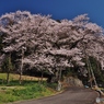 彌明の桜