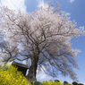 天神様の桜