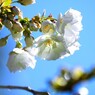 卯月の桜～ⅹ