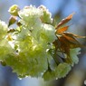 卯月の桜～ⅺ