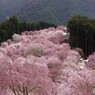 しだれ桜 高見の郷