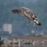鳶、着陸