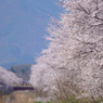 信州の桜 No.1