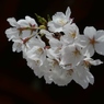 The 染井吉野