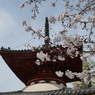 多宝塔と染井吉野(1)