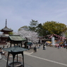 喜多院の桜まつり(1)